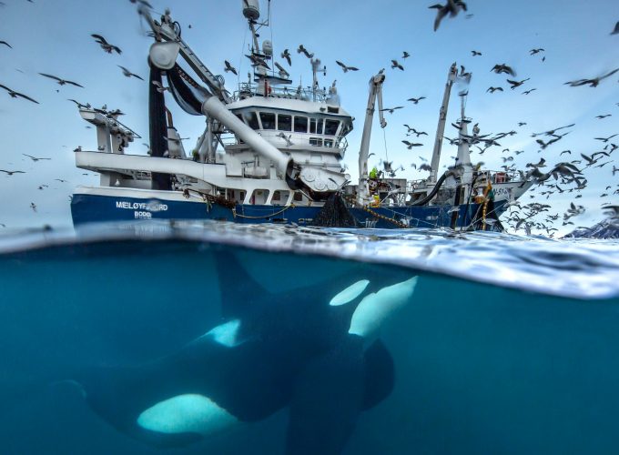 Wallpaper 2016 Wildlife Photography finalist, whale, boat, birds, Norway, Ocean, underwater, Animals 809291924